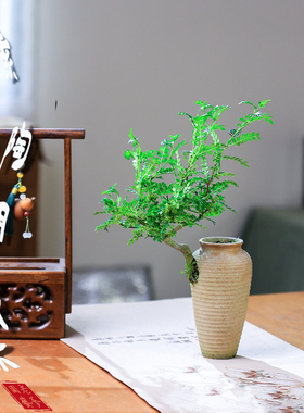 清香型胡椒木好养活懒人绿植一物一拍办公室桌面绿植净化空气盆栽
