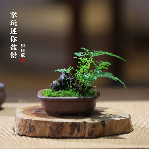 迷你小盆栽狼尾蕨菖蒲罗汉松小盆景书房茶室办公室好养禅意微盆景