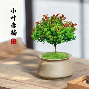 小叶赤楠老桩盆栽客厅桌面盆栽植物阳台四季 好养室内植物绿植盆栽