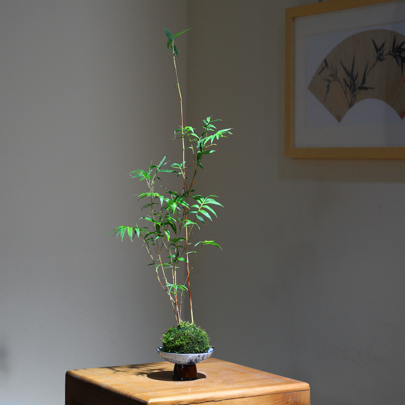 苔藓球植物红竹好养水培懒人绿植四季常青竹子盆栽