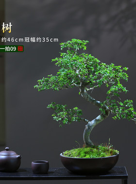 木本绿植一物一拍盆景悬崖临水