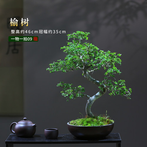 木本绿植一物一拍盆景悬崖临水