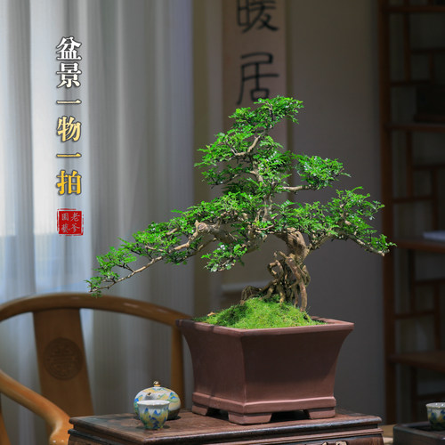 暖居中式迎客松造型盆景室内