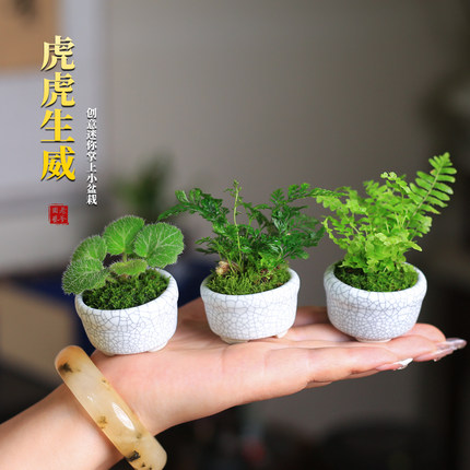 苔藓微景观室内蕨类植物超迷你小盆栽桌面绿植摆件办公室狼尾蕨