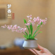 文心兰梦香兰小兰花苗好养易活 绿植花卉盆栽客厅花卉植物室内花