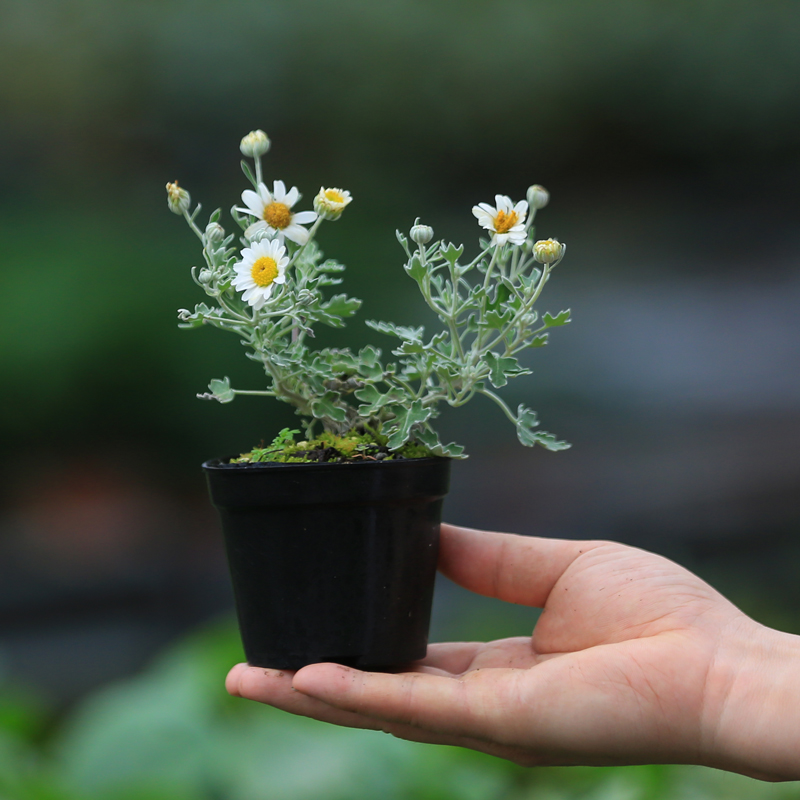 足摺野路菊高山雅菊桌面春秋开花