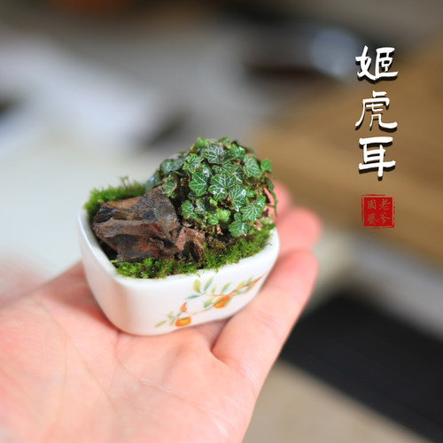 虎耳草超迷你观叶小植物
