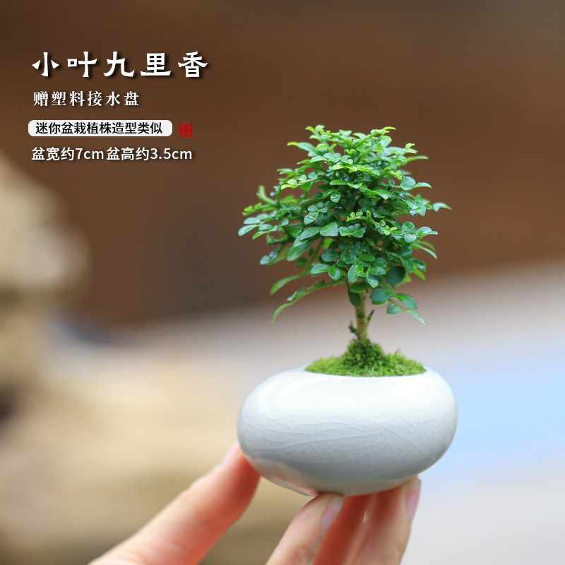 迷你小盆栽茶桌植物办公室桌面小绿植吉利红竹柏鸭脚木室内盆景