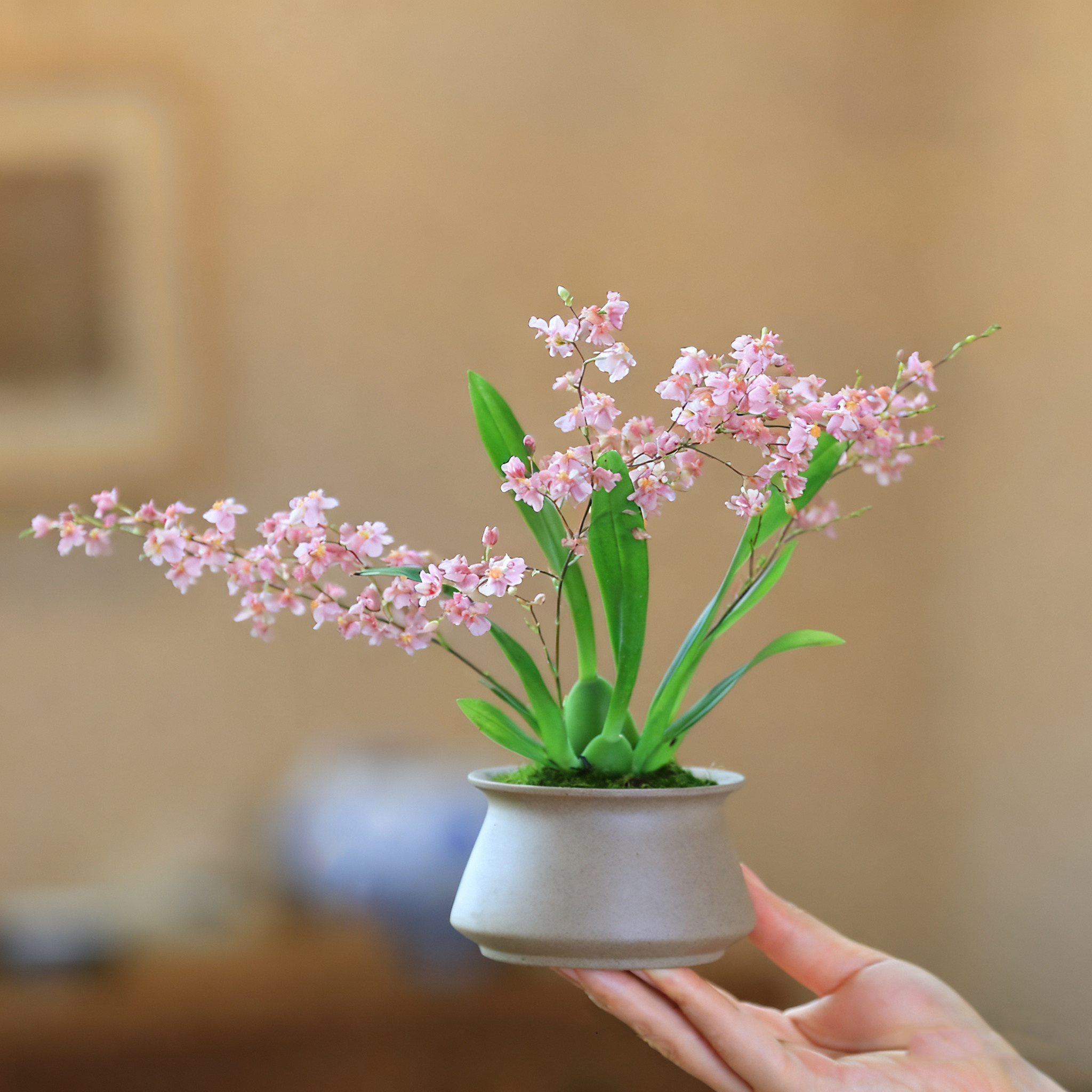 室内小兰花适合懒人养的花