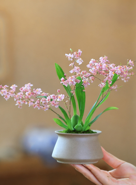 文心兰梦香兰小兰花苗好养易活的绿植花卉盆栽客厅花卉植物室内花