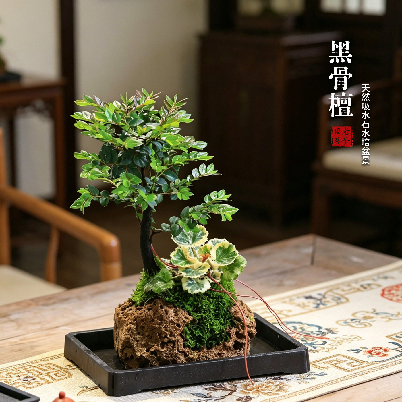 吸水石小叶紫檀黑骨茶盆栽水培植物桌面假山室内耐阴好养绿植盆景
