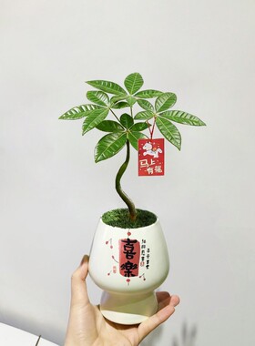平安喜乐盆栽乔迁送礼发财树小盆栽办公室内桌面花卉绿植新年植物