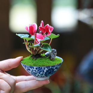 迷你仙客来室内好养花卉开花植物桌面小盆栽办公室净化空气小绿植