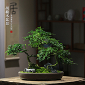 清香胡椒木盆栽花卉室内驱蚊草植物树苗老桩盆景办公室绿植造型
