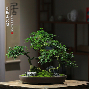 清香胡椒木盆栽花卉室内驱蚊草植物树苗老桩盆景办公室绿植造型