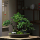清香胡椒木盆栽花卉室内驱蚊草植物树苗老桩盆景办公室绿植造型