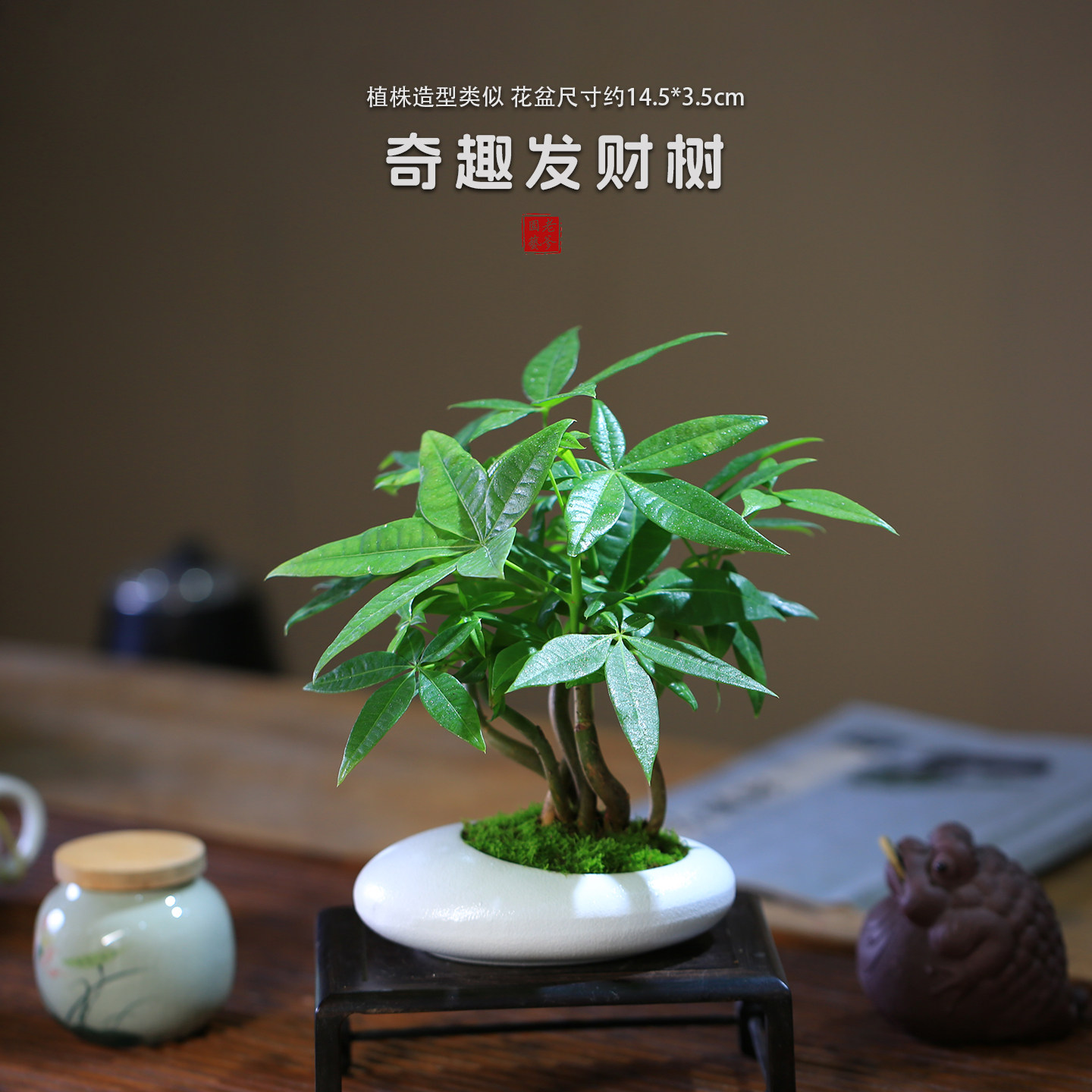 发财树小盆栽室内桌面绿植新手懒人好养净化空气办公室耐阴植物