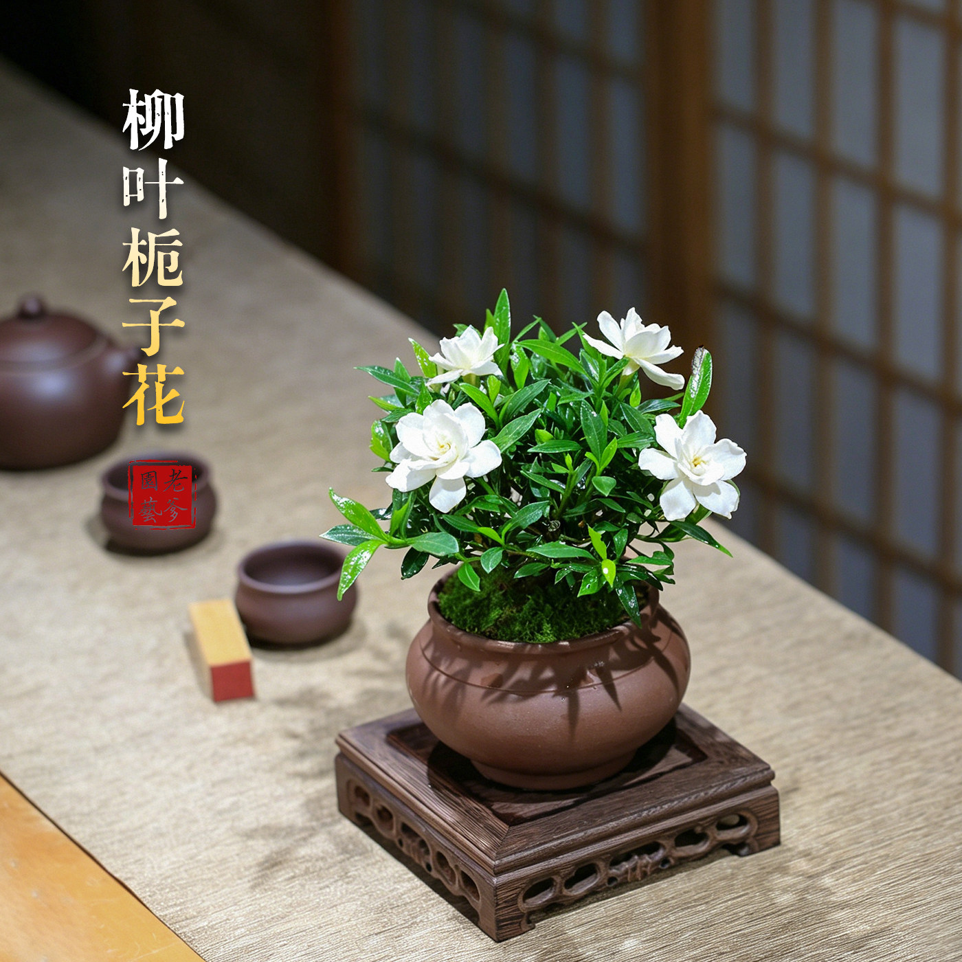 小叶栀子花植物室内好养办公室桌面带窗台迷你开花小绿植花卉盆栽
