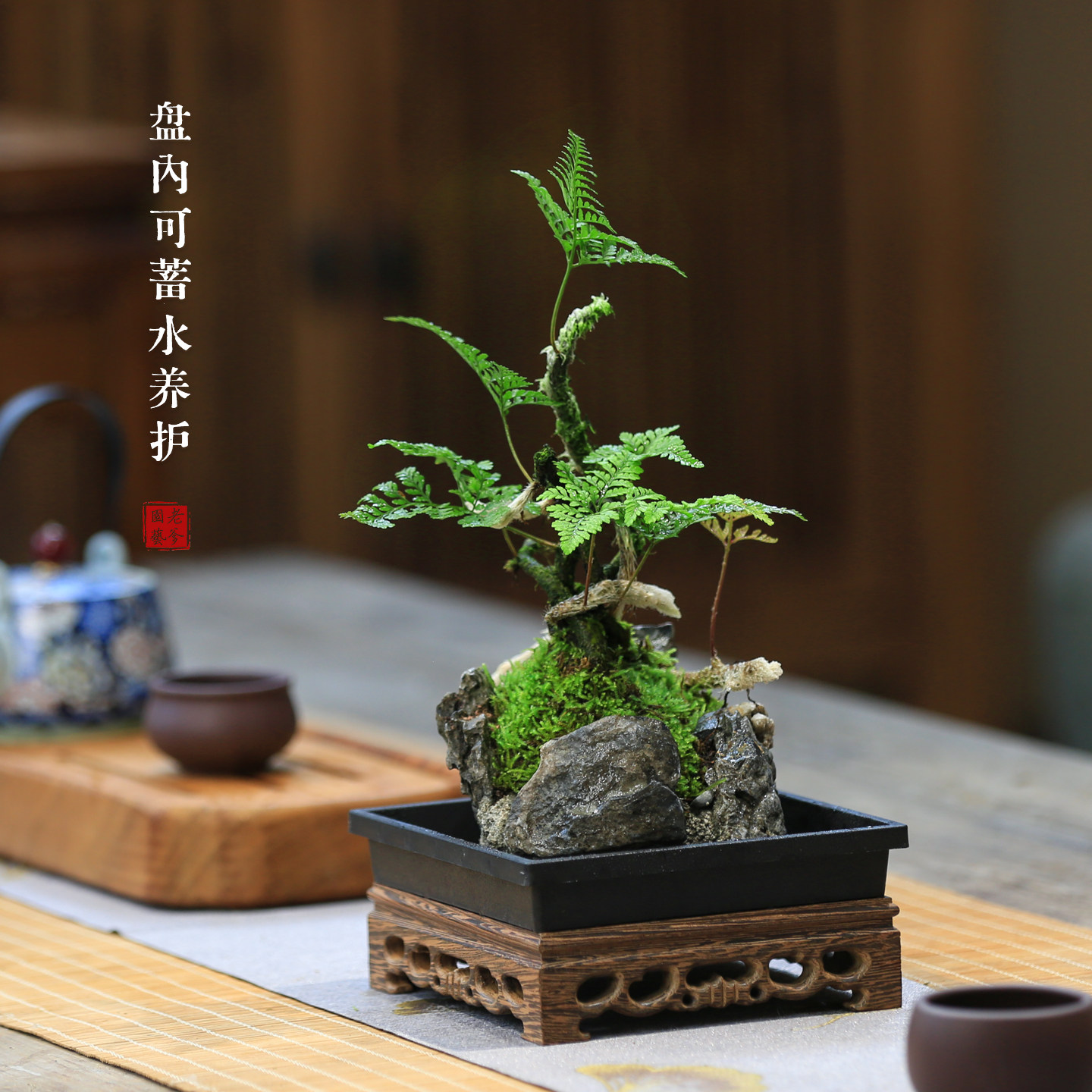 狼尾蕨四级常绿水培桌面盆栽图片