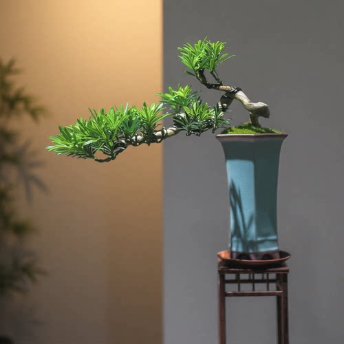 罗汉松造型盆景桌面中式摆件盆栽