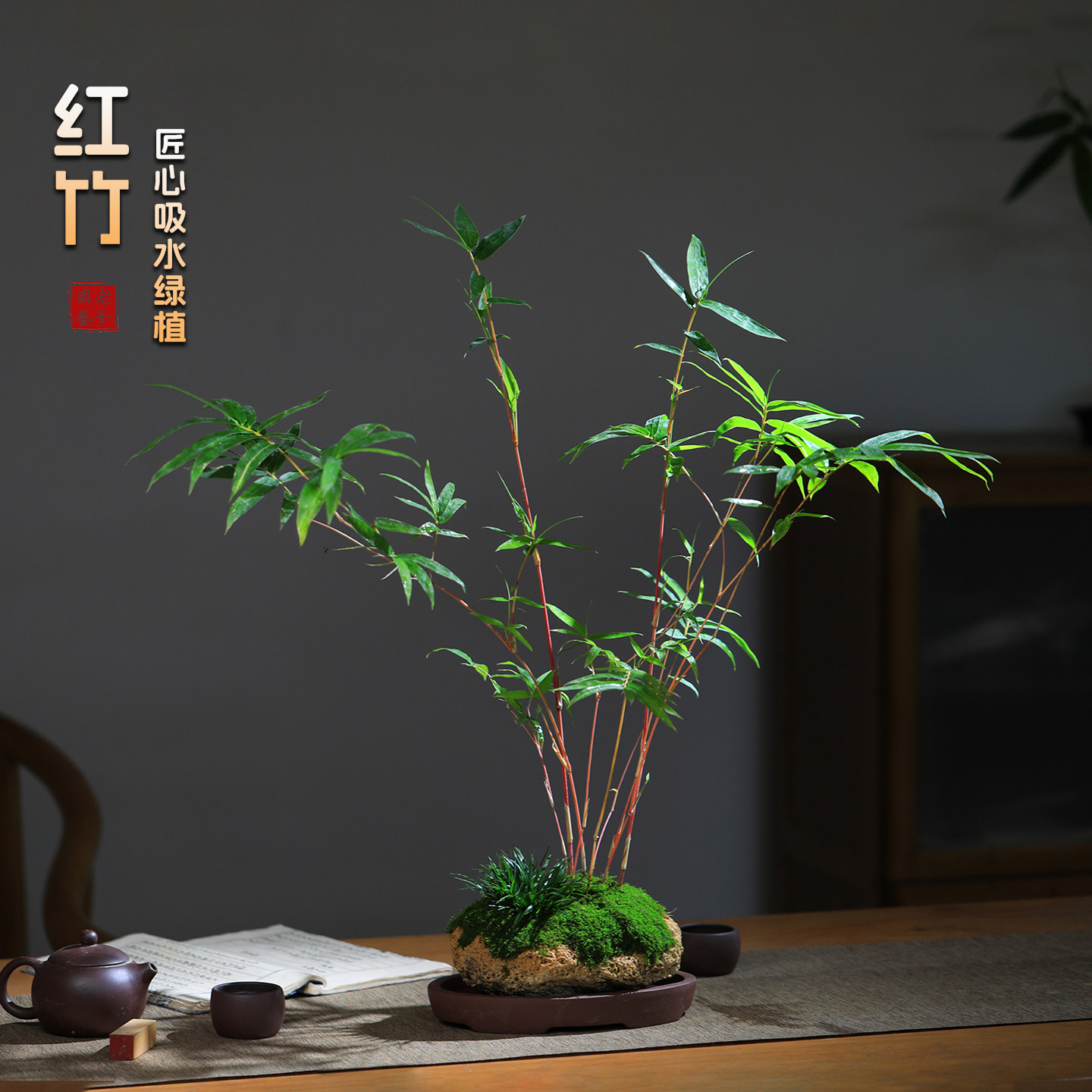 红观音竹附石盆景耐阴好养