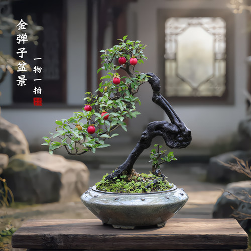 老鸦柿红果盆景观果年宵盆栽