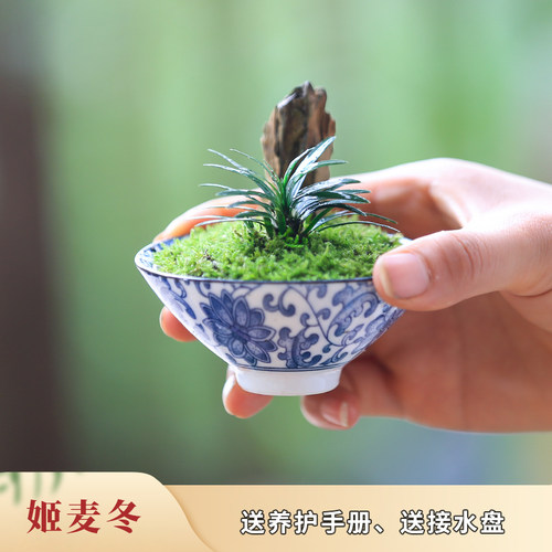 迷你草本植物玉龙草盆栽