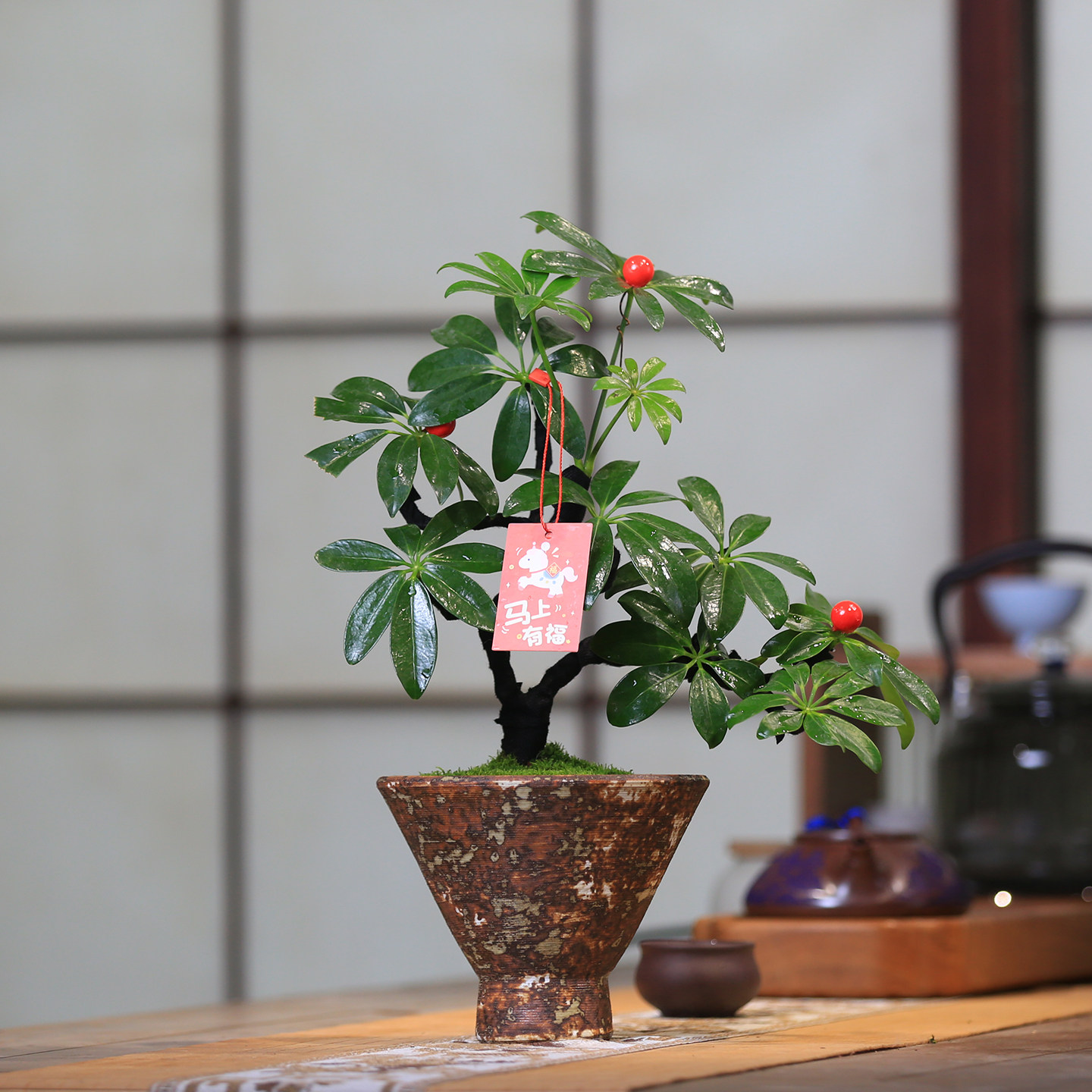 鸭脚木桌面绿植老桩好养四季常绿