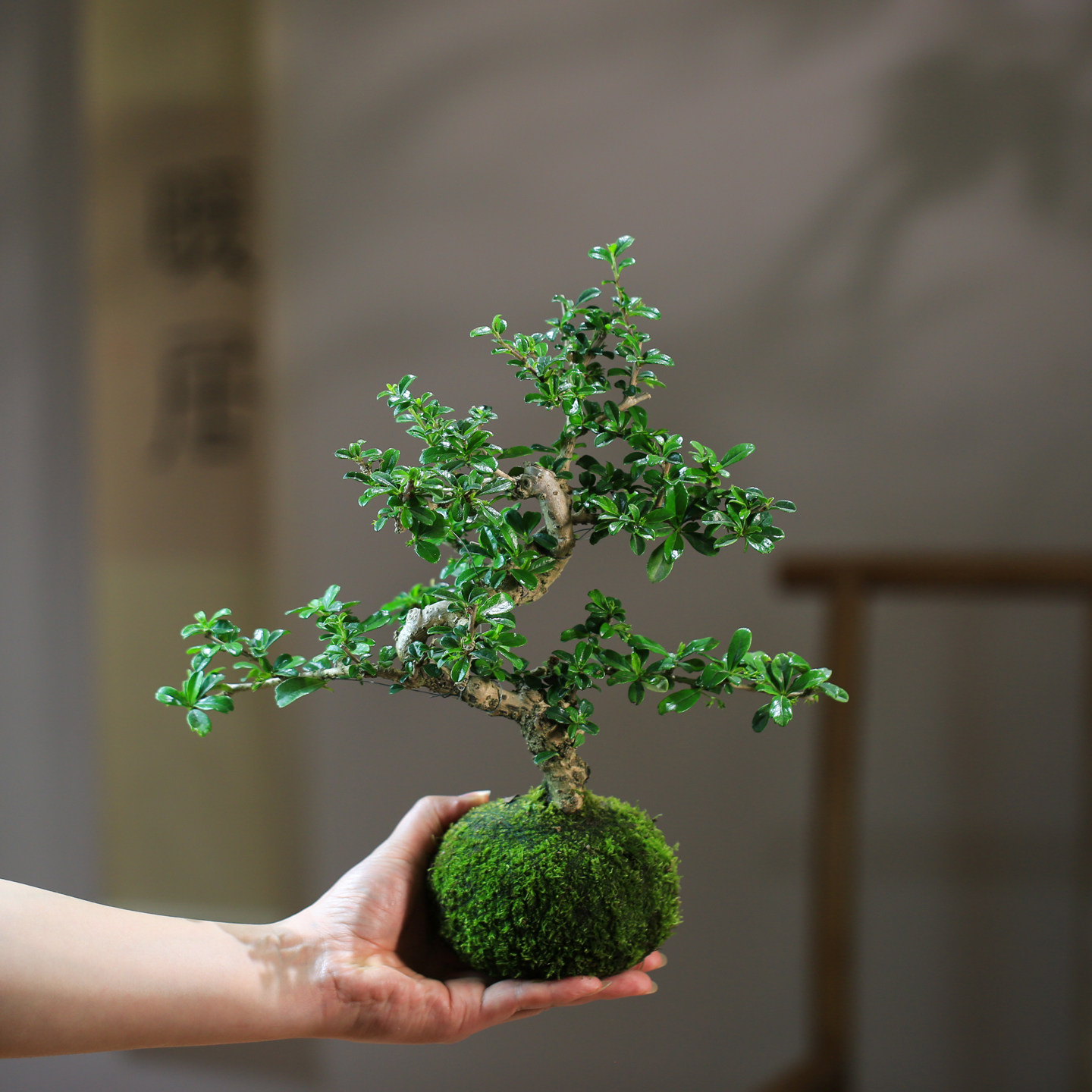 福建茶盆景树造型植物室内水培苔玉绿植小盆栽净化空气桌面装饰