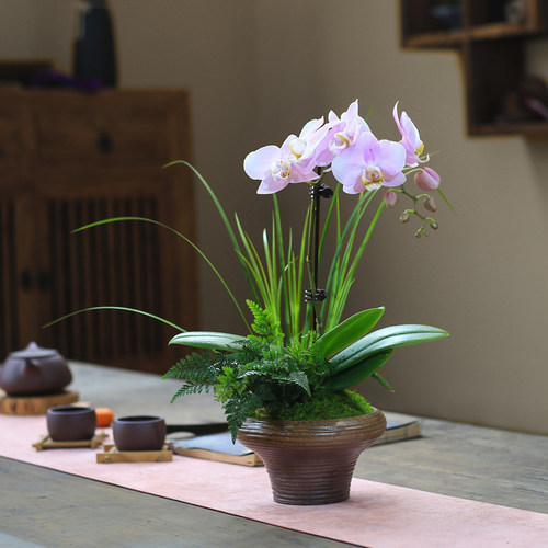 蝴蝶兰盆栽带花室内四季好养开花植物兰花客厅花卉桌面绿植好养