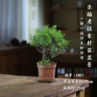 小叶赤楠绿植素材苗一物一拍室内好养植物