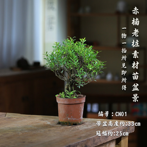 小叶赤楠室内绿植盆栽装饰植物
