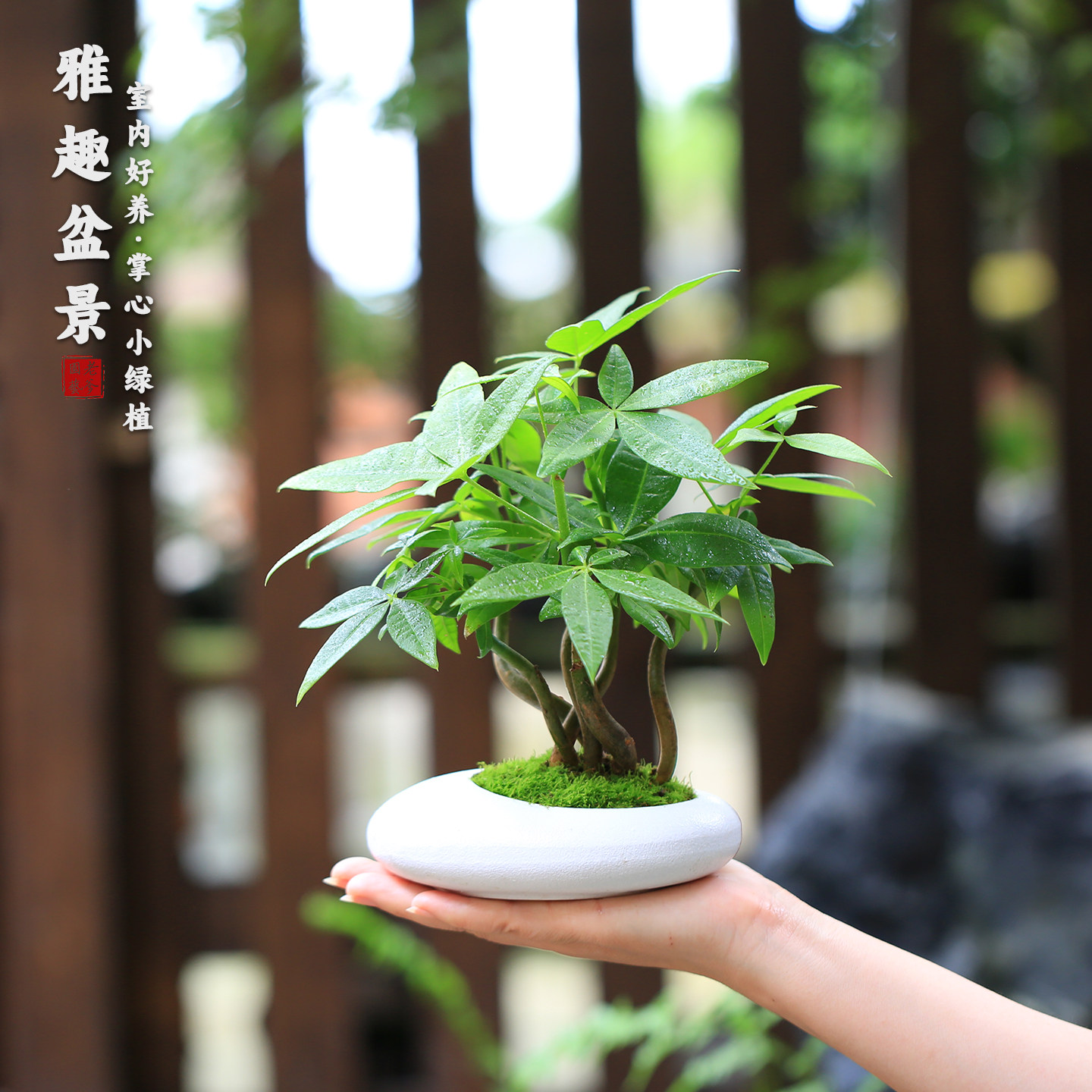 新手好养净化空气文竹发财树盆栽图片