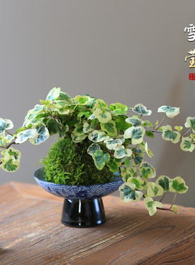 花叶常青藤耐阴好养水培植物
