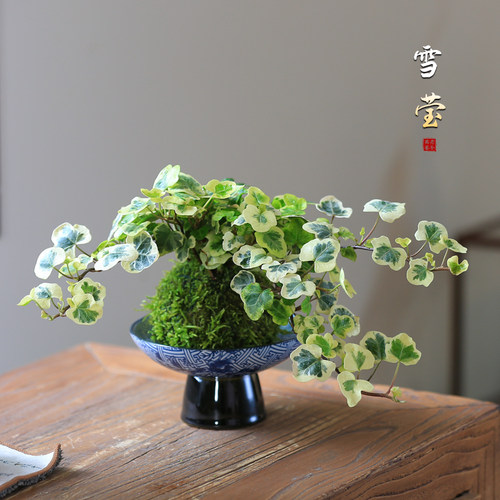 花叶常青藤耐阴好养水培植物