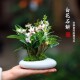 白花紫云石斛兰盆栽带花苞室内禅意花卉绿植小盆栽兰花香水石斛兰