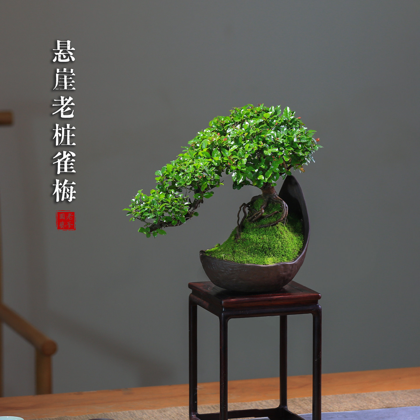 小叶雀梅盆景老桩造型室内盆栽创意植物茶室茶桌庭院玄关绿植摆件