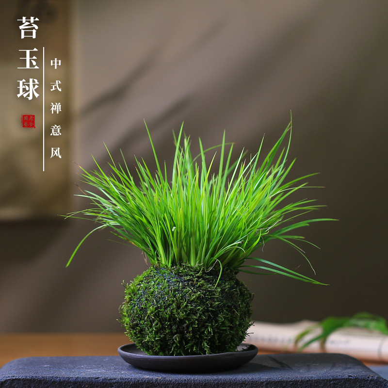 苔玉菖蒲盆栽清新小绿植生活室内客厅桌面点缀小绿植水培耐阴植物