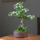 六月雪盆景植物办公室客厅好养老桩造型茶室桌面绿植花卉常绿盆栽