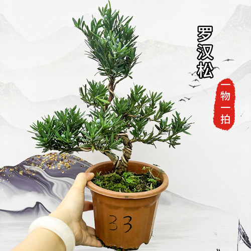 一物一拍绿植罗汉松盆栽