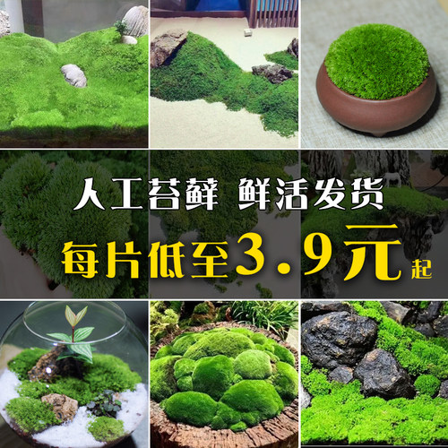 青苔微景观奇趣造景植物