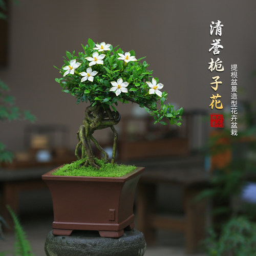 栀子花盆栽老桩造型室内植物