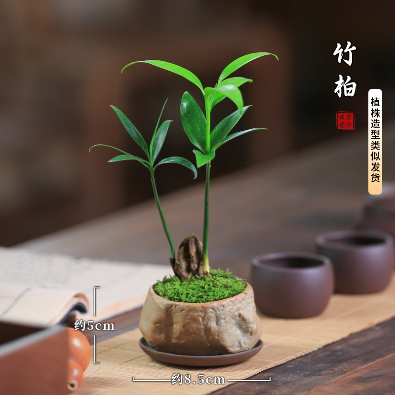 竹柏松好养盆栽绿植办公室植物