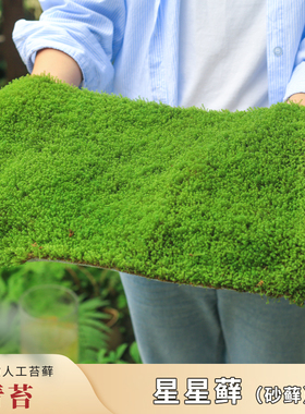 人工青苔星星苔藓砂藓情绪稳定绿植苔藓微景观庭院造景苔藓草皮