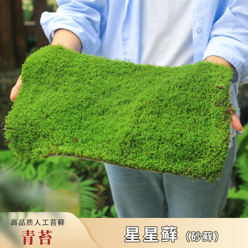 人工培育砂藓放心轻松星星苔藓