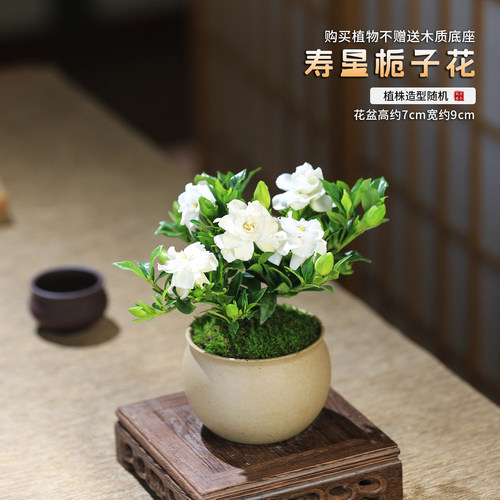 寿星栀子花盆栽带花苞四季开花浓香办公室内桌面水培懒人好养绿植