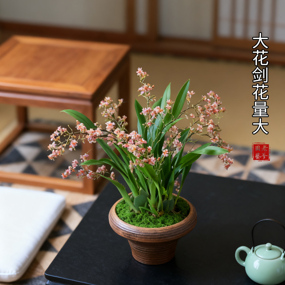 文心兰盆栽梦香兰带花苞绿植