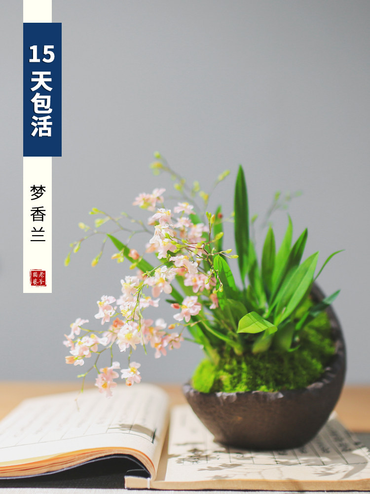 ONCIDIUM 화분 수경 식물 MENGXIANGLAN 실내 꽃 데스크탑 화분 가을과 겨울에 꽃이 피는 녹색 식물을 키우기에 좋습니다
