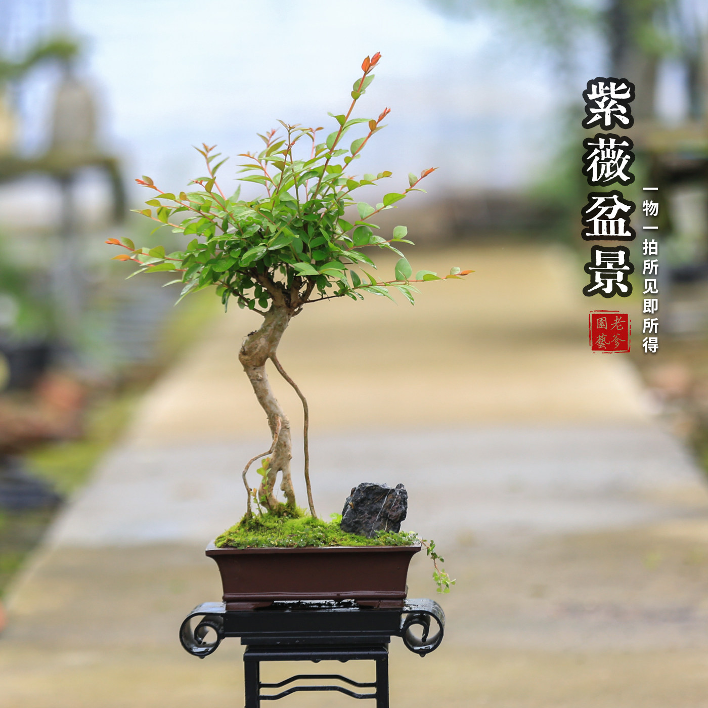 紫薇盆栽桌面造型提根老桩苗净化空气庭院好养花卉一物一拍绿植
