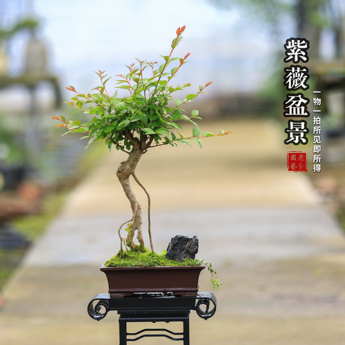 紫薇开花盆栽净化空气好养易活